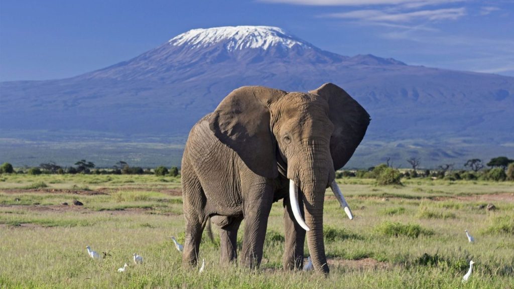 elephant-bull-front-of-kilimanjaro-amboseli-1536x864